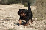 CAVALIER KING CHARLES 298
